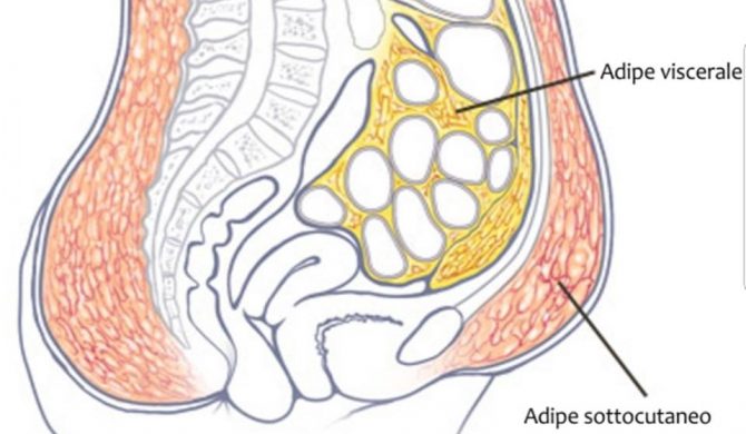 Conoscete il grasso viscerale?