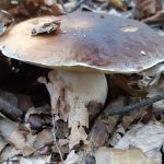 Le proprietà dei funghi e come inserirli nella dieta